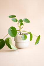 osłonka RUNO (midi) beżowa