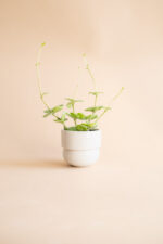 osłonka RUNO small (beż)