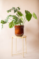 donica TUBBA (miodowa błysk) - obrazek 2