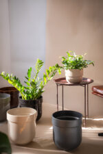 donica TUBBA (miodowa błysk) - obrazek 5