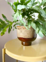 donica BULVA (miodowa z efektem)