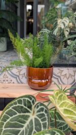 osłonka RUNO XL (extra large) miód